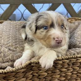 Boy 2: Hickory - Red merle male Australian Shepherd puppy in Volant, Pennsylvania from Addie's Aussies