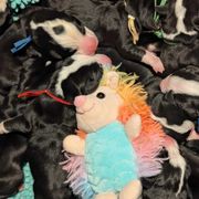 Blue boy - Black, white and red Greater Swiss Mountain Dog puppy in Hockessin, Delaware from Simply Swissies