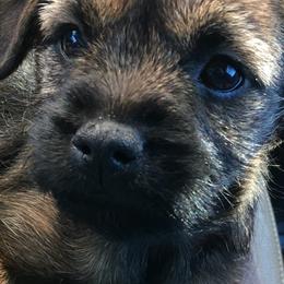 Border Terriers from Gusto Border Terriers