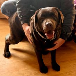 Cowboy - Labrador Retriever