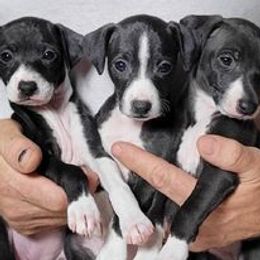 Italian Greyhounds from Micci Italian Greyhounds