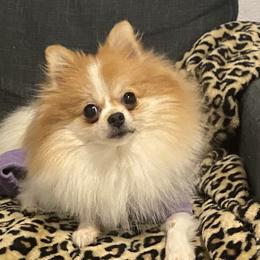 Lilah - Pomeranian