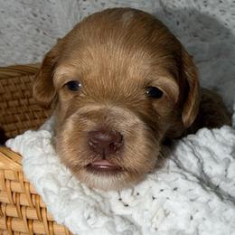Sunny - Red female Australian Labradoodle puppy in Beecher, Illinois from Erica’s Doodles