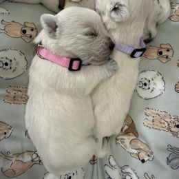 Pink Girl - White female West Highland White Terrier puppy in Boaz, Alabama from Creekside Westies