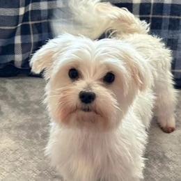 Maltese and Morkies from Angie's Puppies
