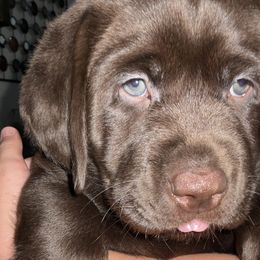  from Labradors of Florida