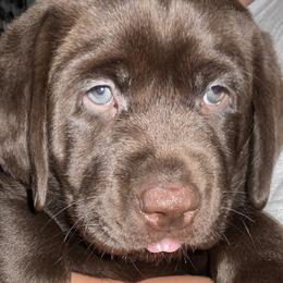  from Labradors of Florida