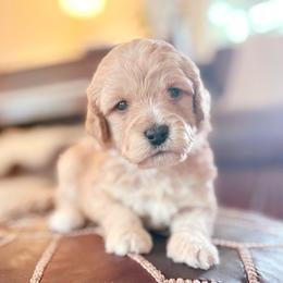 Peep - Brown female Bernedoodle puppy in Travelers Rest, South Carolina from Bernedoodle.do