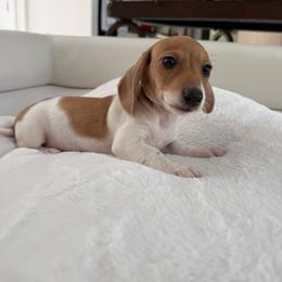 Boy number two, Shiba - Piebald male Dachshund puppy in Spokane, Washington from Dearhaven Doxie