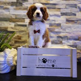 Cavapoo, Maltipoo, and Poodle Puppies from Mount Baker Poodle and Doodles