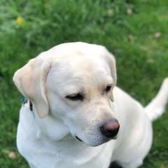 Labrador Retrievers from Starlight Labradors