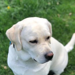 Labrador Retrievers from Starlight Labradors