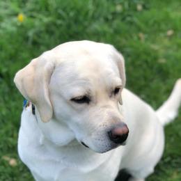 Labrador Retrievers from Starlight Labradors