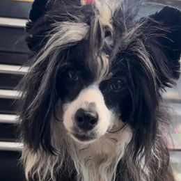 Chinese Cresteds and Poodles from Rhapsody Poodles & Cresteds