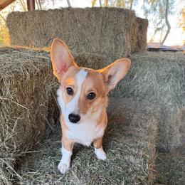 Peaches - Pembroke Welsh Corgi