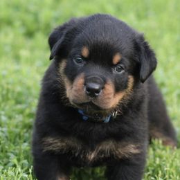 Rottweiler Puppies from Cross Creek Rottweilers