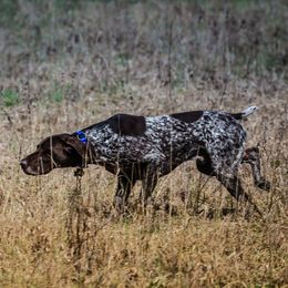 German Shorthaired Pointers from Chrest Kennels