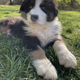 Australian Shepherd Puppies from The Good Shepherd