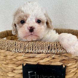 Cavapoo Puppies from Pinewood Cavapoos