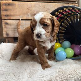 Bear - Red male Cavapoo puppy in Orrstown, Pennsylvania from Pawfect Fur Friends