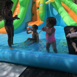 Toy Australian Shepherd All Grown Up from The Ranch of the Sun Toy Aussies