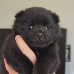 Charlie - Black male Schipperke puppy in Washington from Dashing Schipperkes