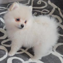 AKC light pink collar girl - Cream female Pomeranian puppy in Lake City, Florida from Tiny treasures