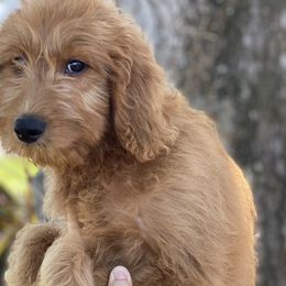 Boy 3 - Red  Goldendoodle puppy in Bradenton, Florida from Doodle Acres