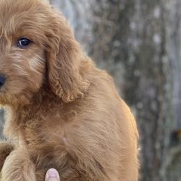 Boy 3 - Red  Goldendoodle puppy in Bradenton, Florida from Doodle Acres