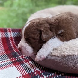 Girl 2 - Red Australian Shepherd puppy in Cape Coral, Florida from Carrotwood Kennel Australian Shepherds