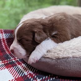 Girl 2 - Red Australian Shepherd puppy in Cape Coral, Florida from Carrotwood Kennel Australian Shepherds