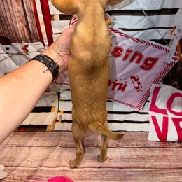 Vicky - Fawn female Chihuahua puppy in Palmyra, Indiana from Country Star Chihuahuas