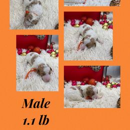 Moss - Parti male Goldendoodle puppy in Wayland, New York from Loris Pampered Pooches💕