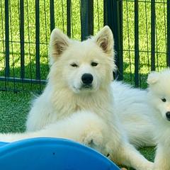 Abbey - Samoyed