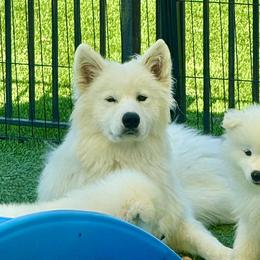 Abbey - Samoyed