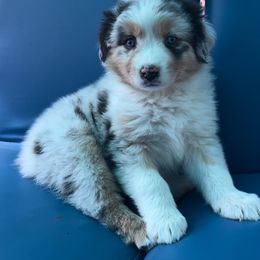 Australian Shepherd Puppies from Shelter Cove Aussies