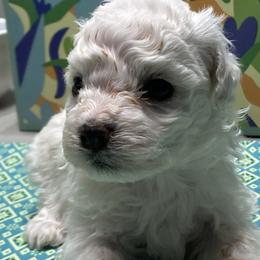 Puppy - White male Bichon Frise puppy in Greenville, South Carolina from Almaza Bichons