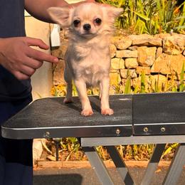 Matilda - Chihuahua