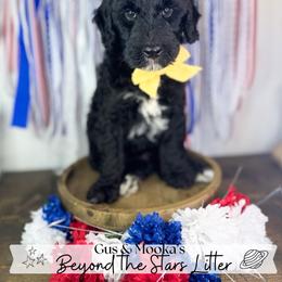 Sol - Black male Goldendoodle puppy in Anderson, South Carolina from Brinkerhoff Doodle Farm