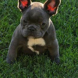 Jack - Blue male French Bulldog puppy in Shawnee, Oklahoma from Savvy Frenchies