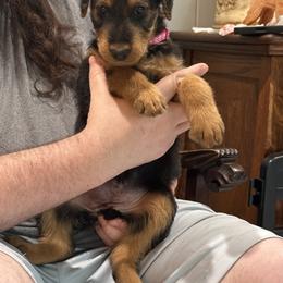 Millie - Black and tan female Airedale Terrier puppy in Thomasville, North Carolina from Beitzel Babies