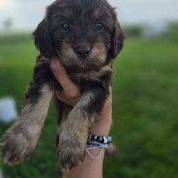 Nutella - Chocolate female Cavapoo puppy in Decatur, Illinois from Petite Pups