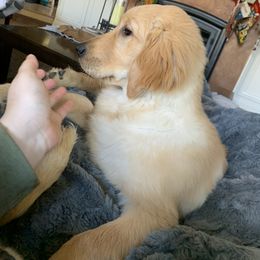 Golden Retriever Puppies from Brooke Zuidervaart