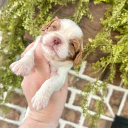 VALOR - Chocolate male Cavalier King Charles Spaniel puppy in Jackson, Ohio from The Cavaliers at EAP Acres