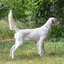 English Setter Puppies from Steens Mountain Setters