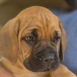 Black Collar Boy - Red male Cane Corso puppy in Granbury, Texas from La Muerte Corso Kennel