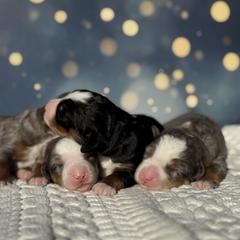 Australian Mountain Doodle puppies from Blue Skye Doodles