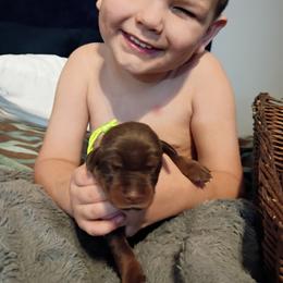 Lime collar Red boy - Red and rust male Doberman Pinscher puppy in Antioch, Tennessee from Aiba Doberman's