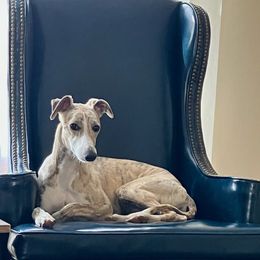 Blair - Whippet