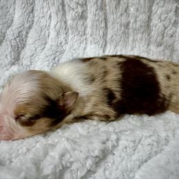 Merle female - Red merle female Miniature Australian Shepherd puppy in Lemon Cove, California from Magic Ranch Mini Aussies